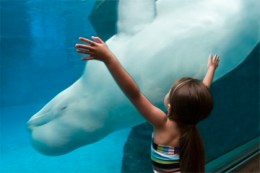 Shedd Aquarium Offers Freebie Days