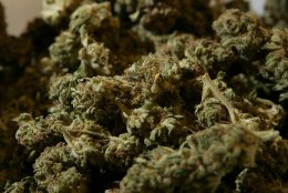 God's People Have "Compassion" for Marijuana