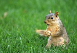 The Great Chicago Squirrel Census