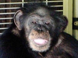 Two Years After Chimp Attack, State Is Cracking Down on Exotic Pets