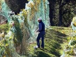 Harvest Time in Wine Country