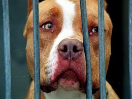 Ban Pit Bulls As Family Pets