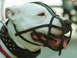Ban Pit Bulls: Local City May Be Next