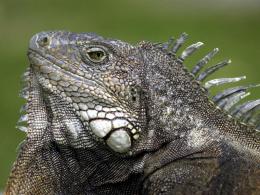 Woman Rips Tail Off Iguana