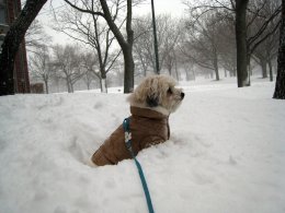 Blizzard 2011: Animals in the Snow