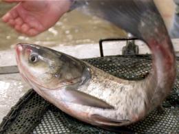 Officials Hunt for Carp in Ship Canal