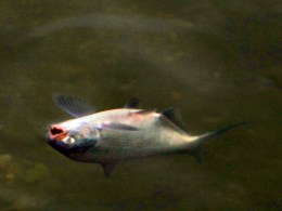 More Poison Bound for Chicago Waterway