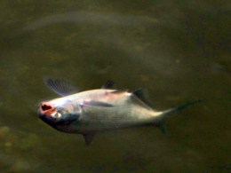Lone Carp Among Thousands of Dead Fish