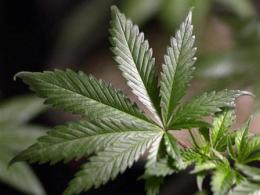 Senate Votes For Pot -- MediPot