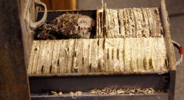 Mice And Mold In Burr Oak Cemetery Records