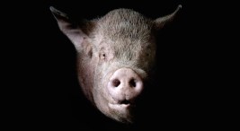 Texas Confirms First Swine Flu Death of U.S. Resident