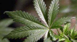 Ill. House Committee OKs Medi-Pot