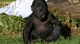 Lights, Camera, Action for Baby Hasani