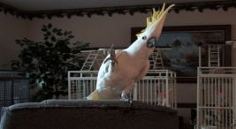 Go 'Head Birdie, Get Your Eagle On