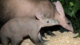 Brookfield Zoo Introduces Baby Aardvark