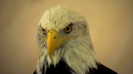 Reward Offered For Eagle's Head