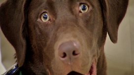 City Clerk Announces Chicago's Dog Of Distinction