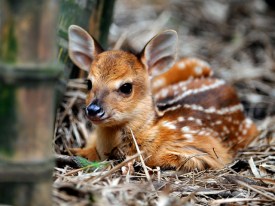 Zoo Babies