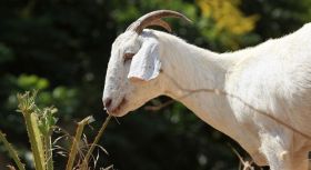 Bring on the Drunken Goat