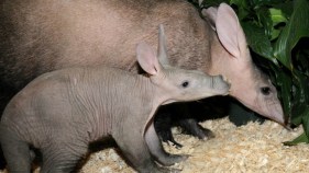 Brookfield Zoo Introduces Baby Aardvark