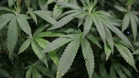 Illinois Senate Approves Medical Marijuana Bill