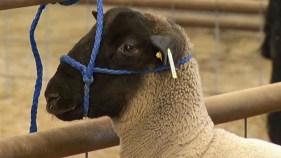UK Police Hunt Butcher on Sheep Slaughter Spree