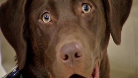 City Clerk Announces Chicago's Dog Of Distinction