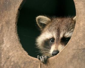 How to Survive as an Introverted Entrepreneur