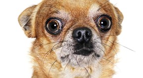 Man Revives His Dog With CPR
