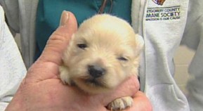 Puppy Mill Raided on Southwest Side