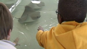 Shedd Opens Stingray Touch Exhibit