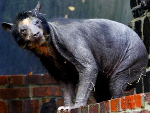 Weirdest Creatures of the World