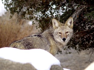 Trapper Takes Out Four Coyotes in Wheaton