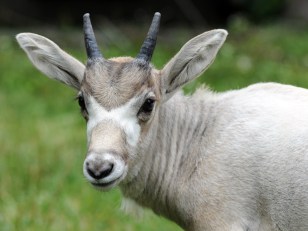 Awww, Look at the Baby Antelope