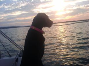 Blind Dog Paddles for Hours Before Rescue