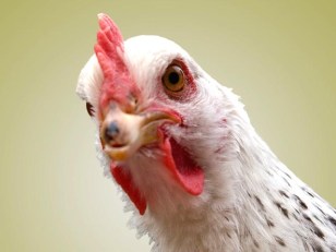 8-Year-Old Is the "Chicken Whisperer"