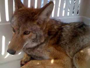 Illinois: Beware the Indestructible Coyote