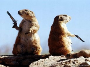 Chicago 2016's Dueling Ordinances