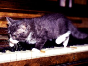 Nation Crazy for Philly's Piano-Playing Puss 