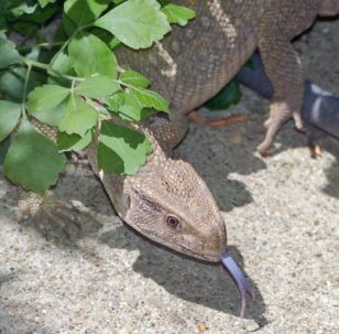 Libertyville Lizard Launches Lady Onto Picnic Table
