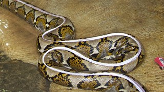 Missing Indonesian Man Found Dead Inside Python: Villagers, Reports