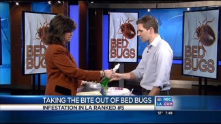 How to Find and Treat a Bed Bug Infestation