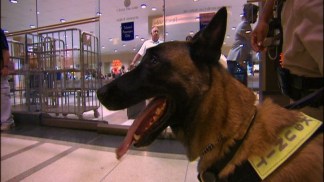 Bomb Dogs Sniff Out Security Savings for Amtrak