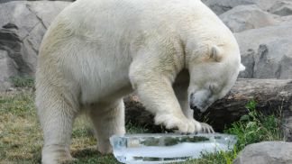 Zoo Animals Beat the Heat