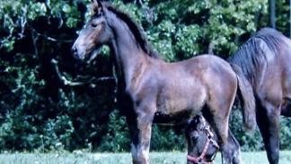 Four Horses Stolen From Spring Grove Stable