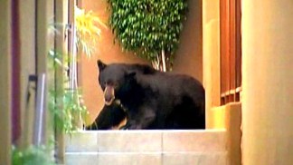 How to Move a 400-Pound Bear