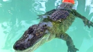 Alligator Gets a New Tail