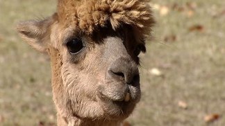 Alpaca Farm Owner Fears Coyote Attack