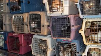 Dead Boy, 200+ Animals Found at Berwyn Home