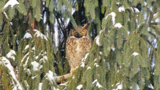 February Winter Weather Photos